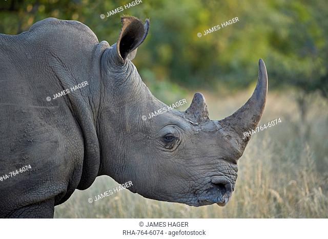 White Rhinoceros (Ceratotherium simum), Kruger National Park, South Africa, Africa