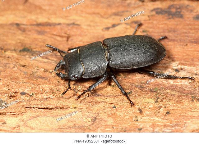Small Stag Beetle Dorcus parallelipipedus - Kunderberg, Voerendaal, Mijnstreek, Limburg, The Netherlands, Holland, Europe