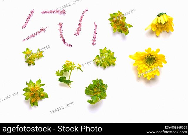 Buds of yellow Chrysanthemums and twigs. Mix of individual elements on a white background. Isolated