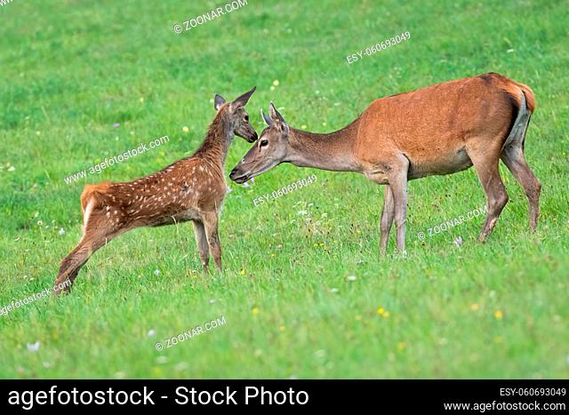 Young red deer, cervus elaphus, calf touching head of its hind mother with nose in summer. Concept of innocence of wild animal in nature with cute little...
