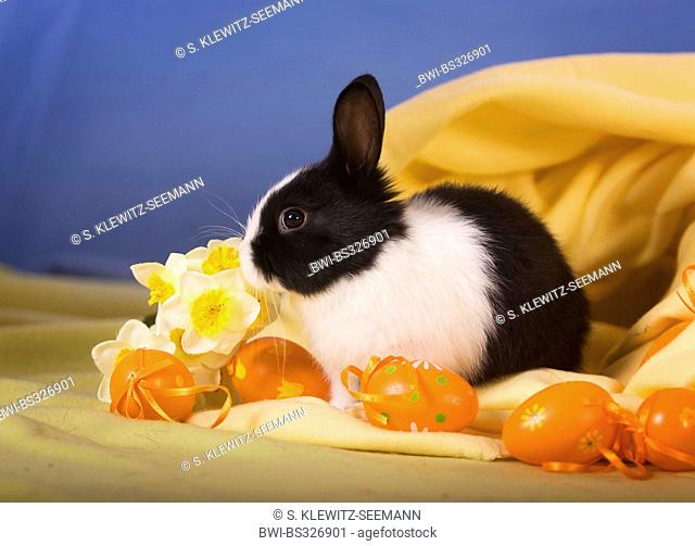 domestic rabbit (Oryctolagus cuniculus f. domestica), dwarf rabbit with Dutchman-staim sitting in an Easter decoration