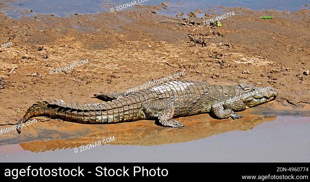 Nilkrokodil im Luangwa Fluss, South Luangwa Nationalpark, Sambia; crocodile in Luangwa River, Zambia, Crocodylus niloticus