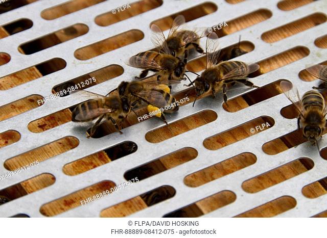 Worker bees examine bee with pollen on its legs, they are on the metal barrier used to stop the queen bee from moving from the brood frames to the super fra