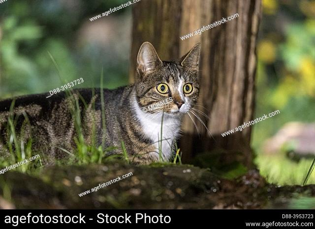 France, Brittany, Ille et Vilaine, Domestic cat near a stump