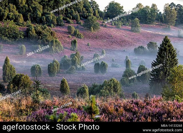 the totengrund in the lüneburg heath in the morning with ground fog