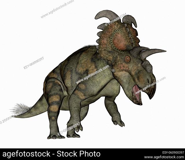 Albertaceratops dinosaur roaring isolated in white background - 3D render