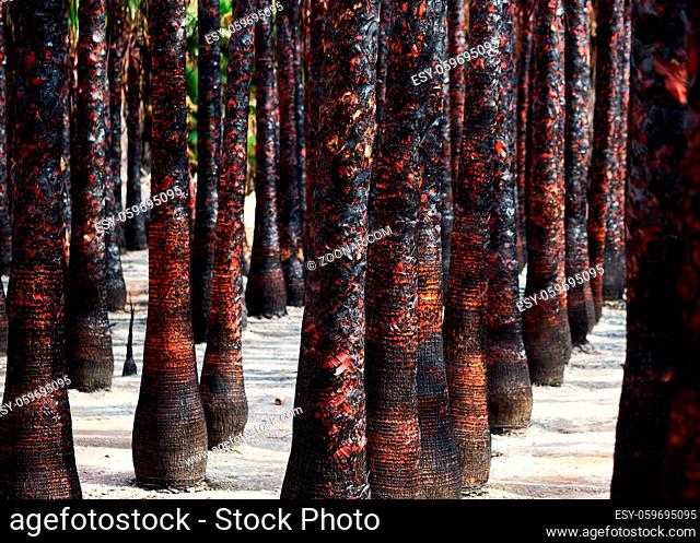 Black burned trunk body, stem of palm trees after fire. Unusual scenery nobody. Full frame of trees trunks evenly planted in a row