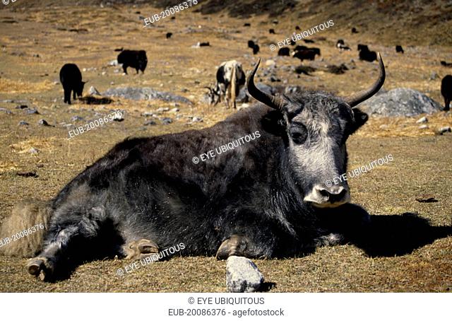 A Yak lying in mountain pasture in the foreground with more yaks seen grazing behind