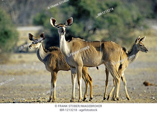 Greater Kudu (Tragelaphus strepsiceros), family