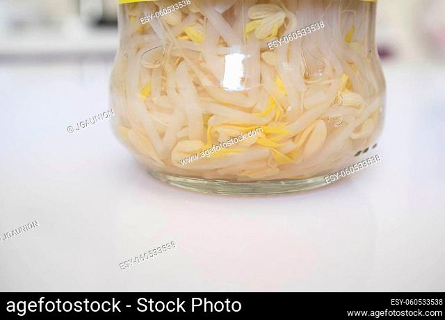 Germinated soybean sprouts glass jar over kitchen countertop. Selective focus