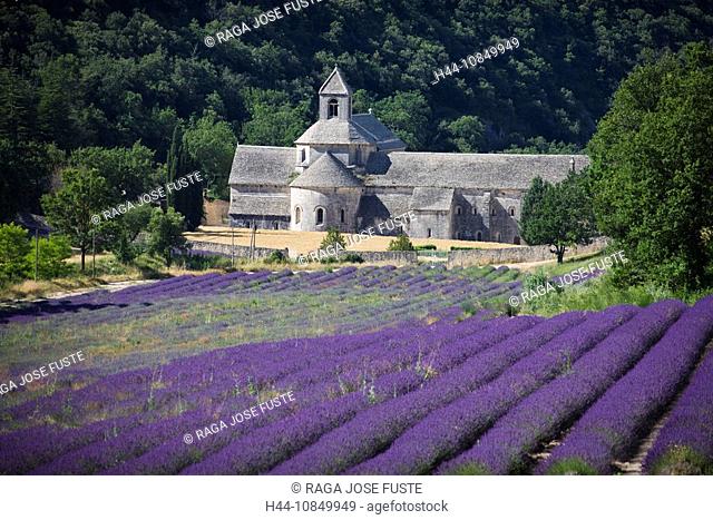 France, Europe, Provence, travel, Senanque, Abbey, lavender fields, landscape, scenery