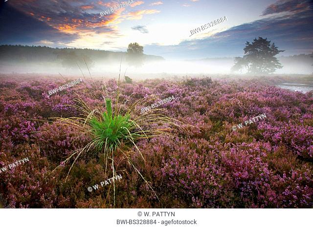 Common Heather, Ling, Heather (Calluna vulgaris), blooming heath in the Teut nature reserve in the morning, Belgium, Hoge Kempen National Park