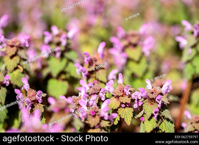 Violet Flowers Of Lamium Purpureum In Summer Field Meadow On Blurred Background