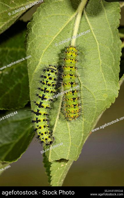 Small Emperor Moth (Saturnia pavonia, Eudia pavonia). Two older caterpillars on leaf. Germany