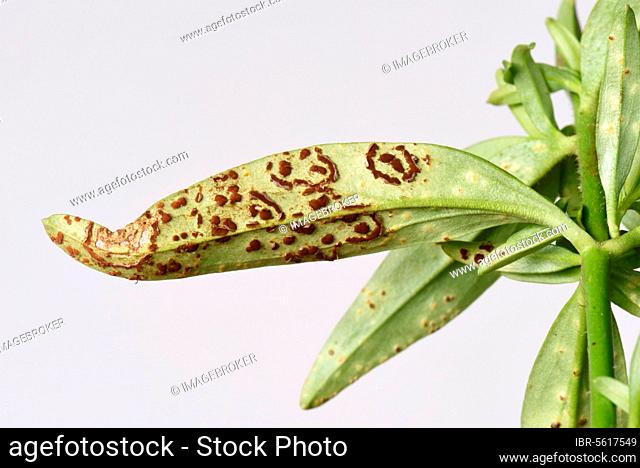 or snapdragon (Antirrhinum) rust, Puccinia antirrhini, circular pustule groups and early individual pustules on underside of Antirrhinum or snapdragon leaf