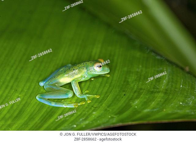 The Granulated Glass Frog, Cochranella granulosa, is primarily a nocturnal frog living along streams in the tropical rainforests from Honduras to Panama