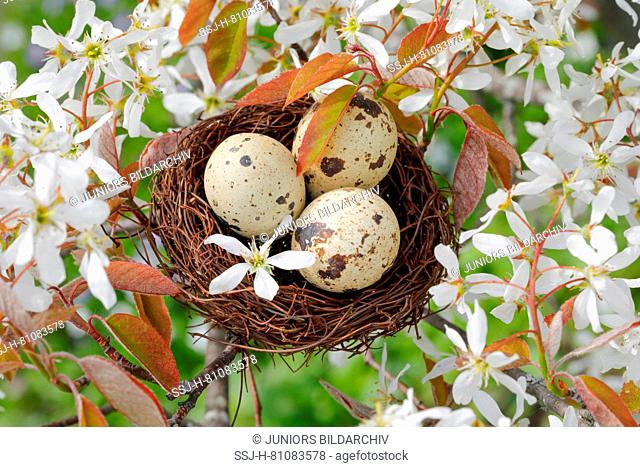 Nest with three eggs (Common Quail) in flowering European Serviceberry (Amelanchier ovalis)