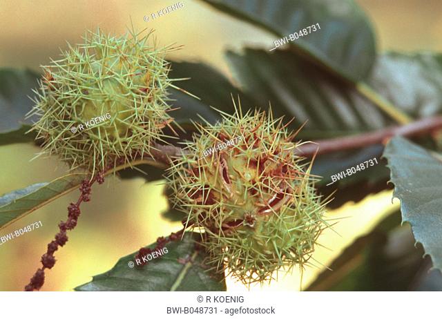 Spanish chestnut, sweet chestnut Castanea sativa, fruits at a branch