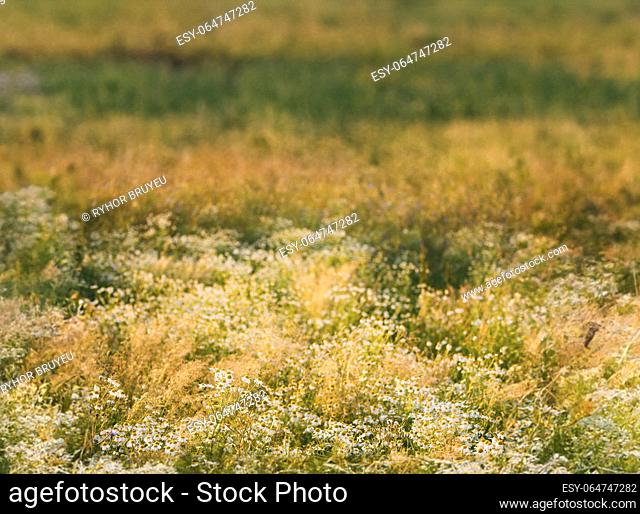 Summer Meadow With Blooming Wild Flowers Matricaria Chamomilla Or Matricaria Recutita Or Chamomile. Commonly Known As Italian Camomilla, German Chamomile