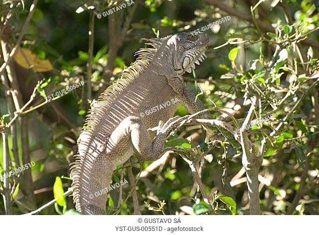 Iguana, Animal, Palmas, Tocantins, Brazil