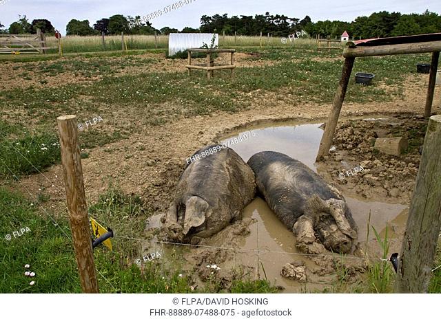 Two Large Black Pigs in mud wallow, both are sow's