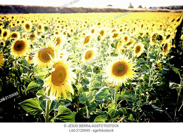 Sunflowers field, Castile And Leon, Spain