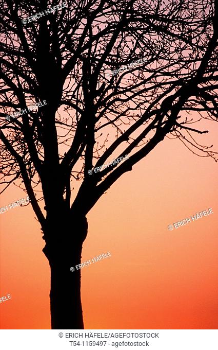 Act of Cluster deciduous tree in the sunset