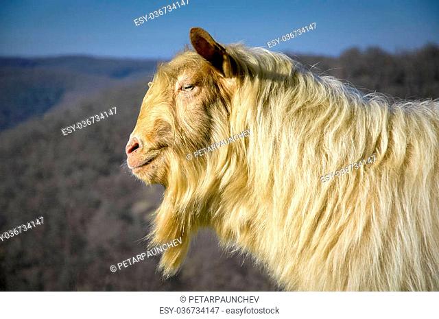 10 Goat Breeds that have Long Hair