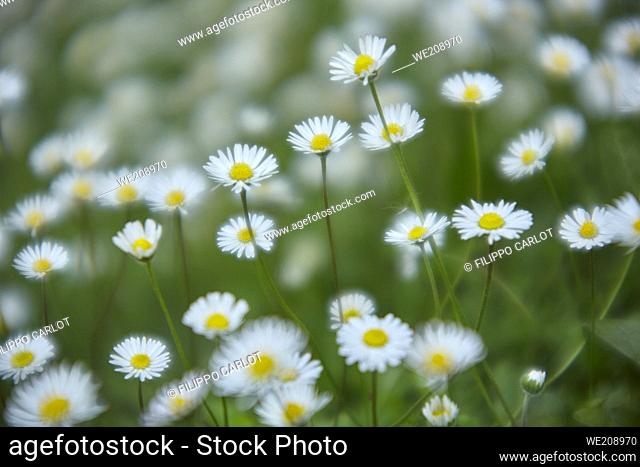 Texture of daisies in a meadow at spring, image with bokeh effect and light mist that makes everything very mystical . .