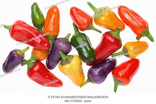 Siberian House peppers, different stages of ripeness