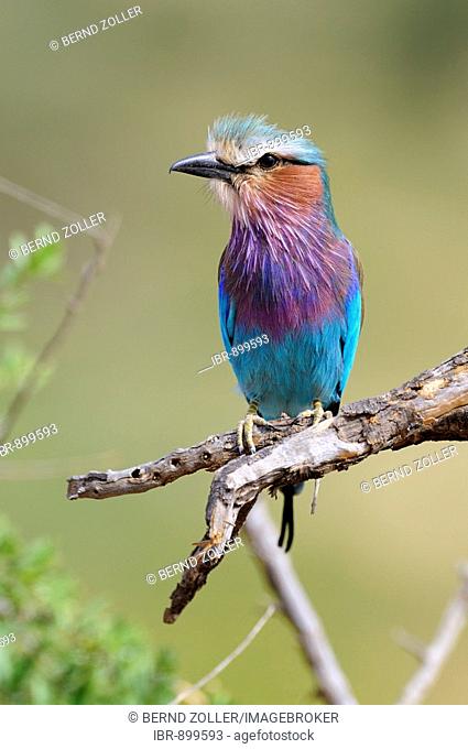 Lilac-breasted Roller (Coracias caudataus) sitting on a look-out, Samburu National Reserve, Kenya, East Africa, Africa