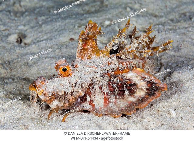 Caledonian Stinger Devilfish, Inimicus caledonicus, Ambon, Moluccas, Indonesia