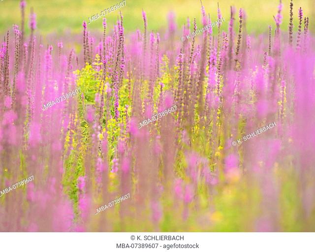 Germany, Hesse, Vöhl, nature and national park Kellerwald-Edersee, inflorescences of the purple loosestrife and Lysimachia in the 'Ederfeldern' at Herzhausen