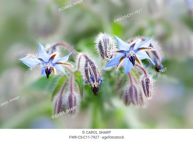 Borage, Borago officinalis, Close view of some sprays of blue flower with black stamens forming points, some flowers have dropped leaving the empty sepals