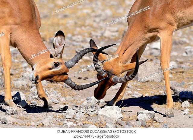 Black-faced impalas (Aepyceros melampus petersi), two males fighting on stony ground, Etosha National Park, Namibia, Africa