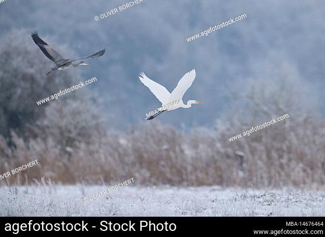 Grey heron, Great egret, together, fly