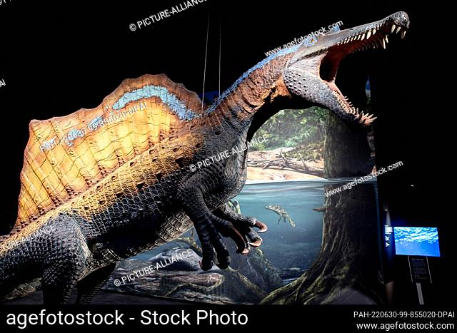PRODUCTION - 22 June 2022, Lower Saxony, Wilhelmshaven: A life-size model of a Spinosaurus stands in the new adventure exhibition ""Saurians - Giants of the...