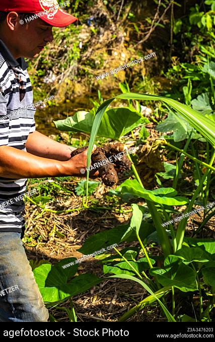 Cuban local farmer harvesting malanga root in Topes de Collantes, Trinidad, Republic of Cuba, Caribbean, Central America