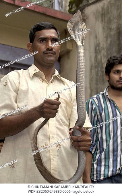 A man holding a cobra in his hand on occasion of Naga Panchami. Maharashtra, India