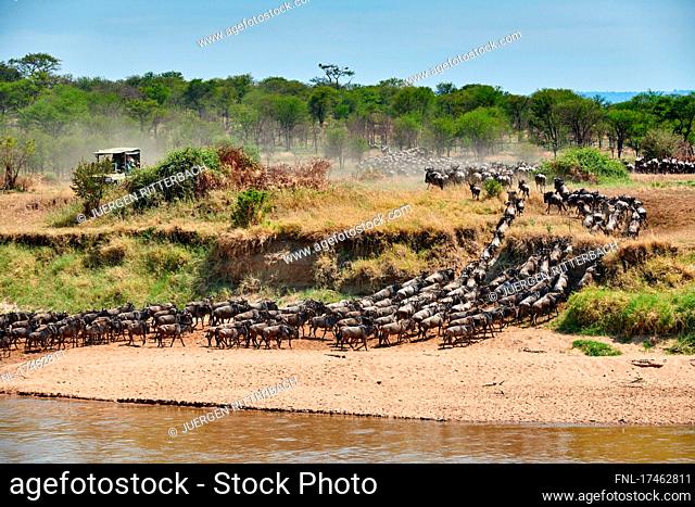white wildebeest (Connochaetes mearnsi) on great migration through Serengeti National Park crossing Mara River, Tanzania