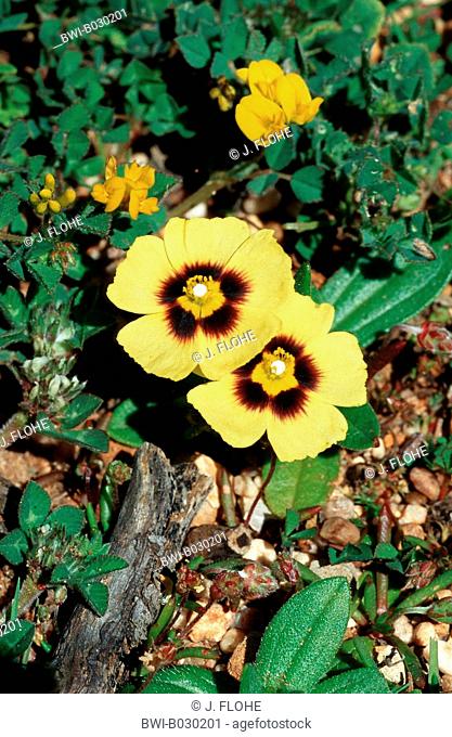 spotted rock-rose (Tuberaria guttata), plant with two flowers, Portugal