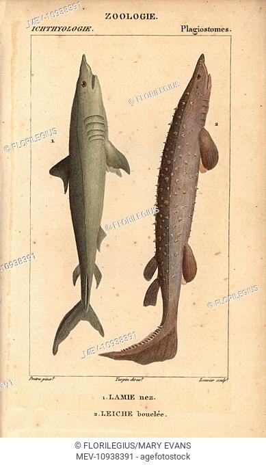 Porbeagle, Lamna nasus, and spiny dogfish, Squalus acanthias, Scymnus spinosos. . Handcolored copperplate stipple engraving from Jussieu's Dictionnaire des...