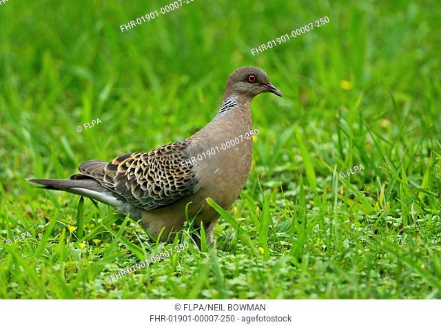Oriental Turtle-dove (Streptopelia orientalis orii) adult, standing on grass, Taiwan, April