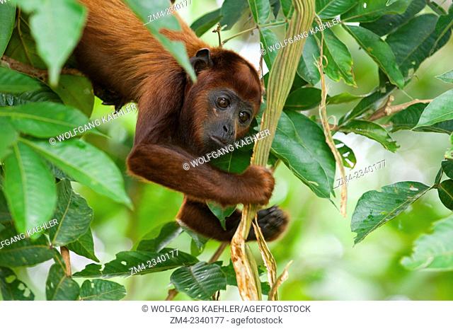 A Howler monkey (genus Alouatta monotypic in subfamily Alouattinae) hanging from tree at the Maranon River in the Peruvian Amazon River basin near Iquitos