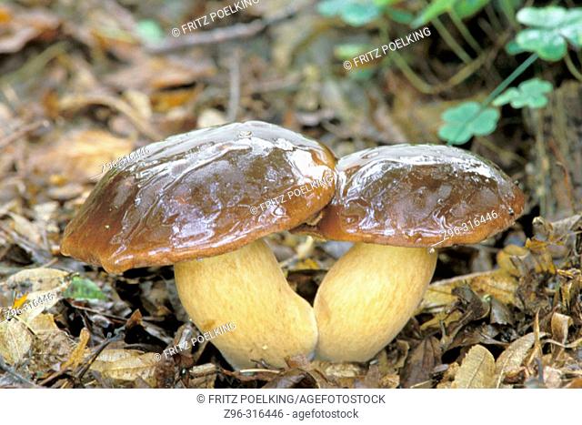 Fungi (Boletus badius). Germany