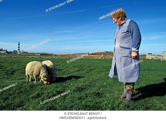 France, Finistere, Ile d'Ouessant Sheep Island