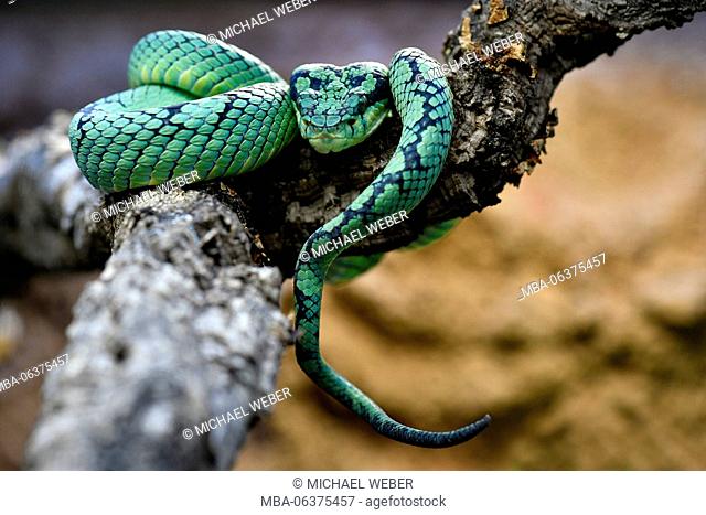Ceylon Pit Viper (Trimeresurus trigonocephalus) lies on branch, captive