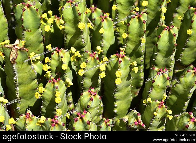 Resin spurge (Euphorbia resinifera) is a medicinal succulent shrub endemic to Morocco. Flowered plant