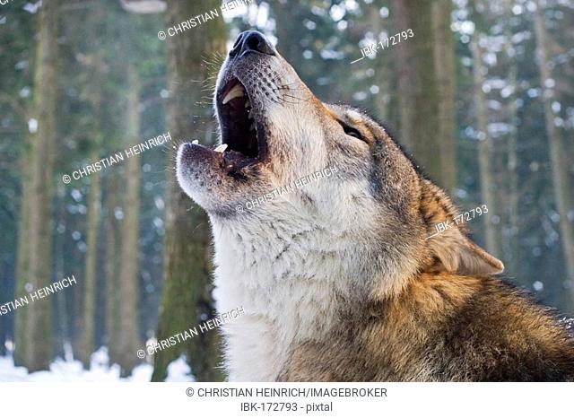 Howling european wolf (Canis lupus lupus) in winter, Wildpark Poing wildlife park, Bavaria, Germany, Europe