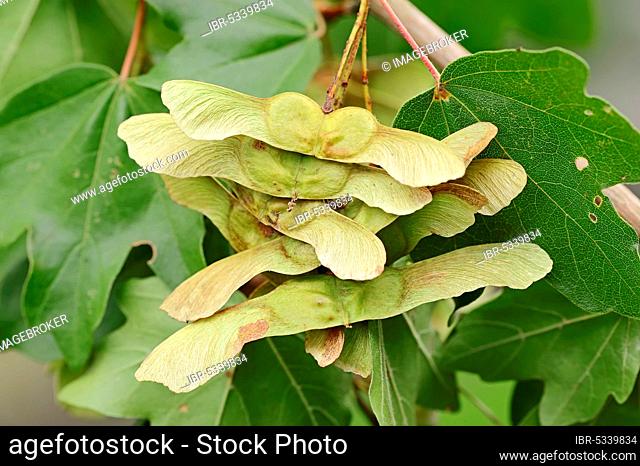 Field Maple (Acer campestre) with fruit, North Rhine-Westphalia, Germany, Hedge Maple, Europe